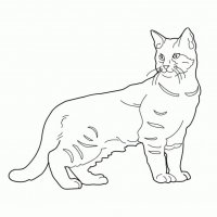 disegni/gatti/gatti_cats_ 33.jpg